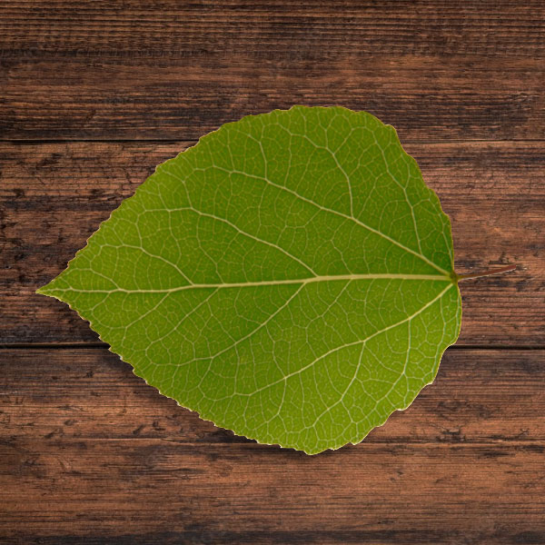 An aspen leaf on a wooden table