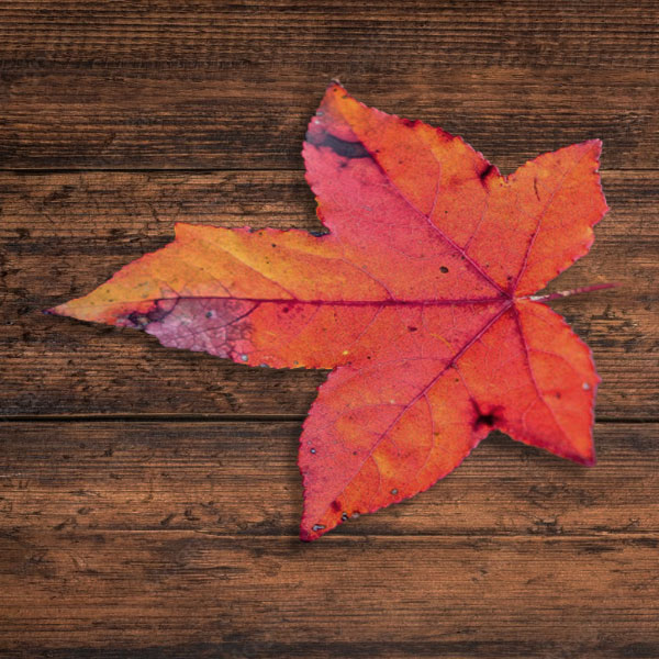 A sweetgum leaf on a wooden table