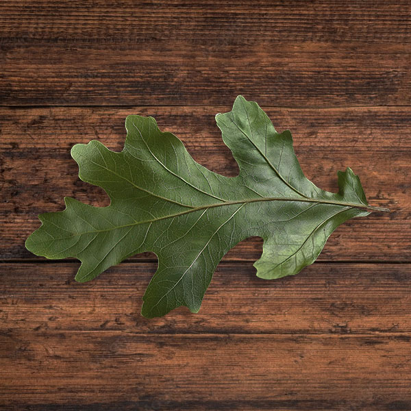 An oak leaf on a wooden table